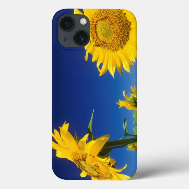 Solrosor (Helianthus Annuus), Nära Senekal (Baksida)