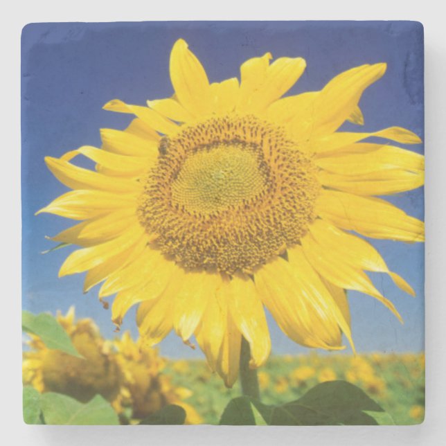 Solrosor (Helianthus Annuus), Nära Senekal Underlägg Sten (Framsidan)
