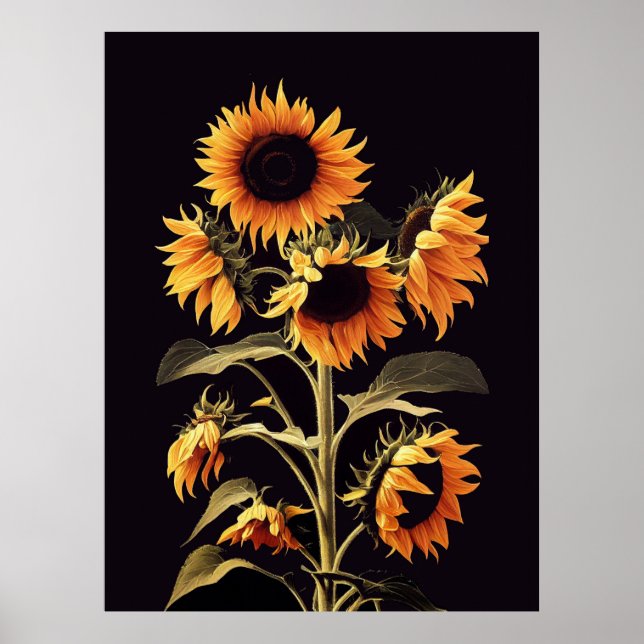 SOLROSOR MED GRÖNA BLAD I SVART POSTER (Framsidan)