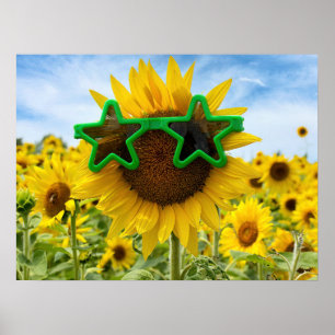 Solrosor med stjärnsolglasögon poster