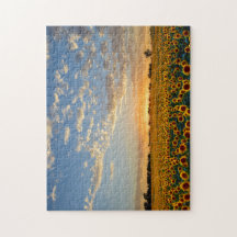 Solrosor på solnedgången