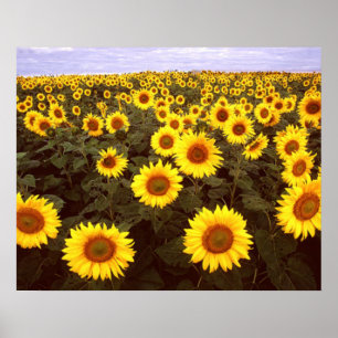 Solrosor Poster