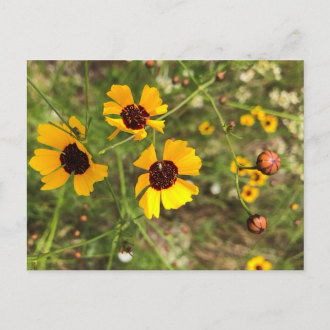 Solrosor Vykort (Framsida)