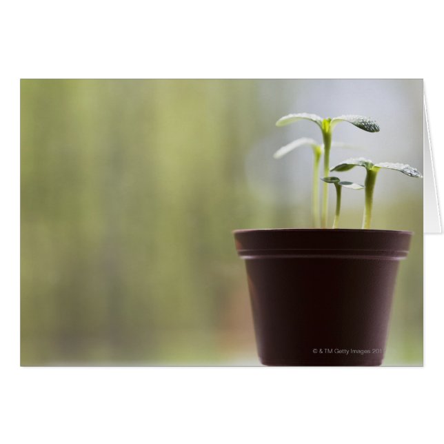 Solrosplantor som grots i kruka hälsningskort (Framsidan Horizontal)