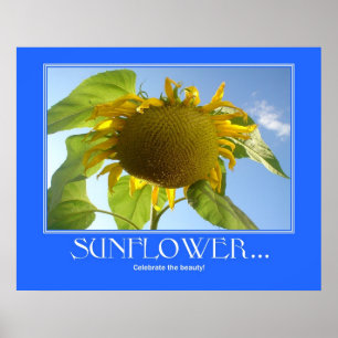SolrosPoster Poster