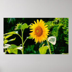SolrosPoster Poster