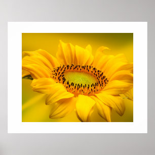 SolrosPoster Poster