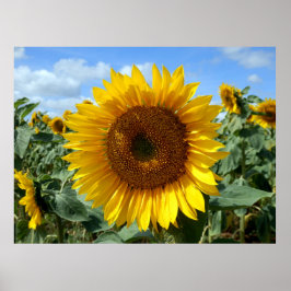 SolrosPoster Poster