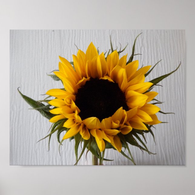 SolrosPoster Poster (Framsidan)