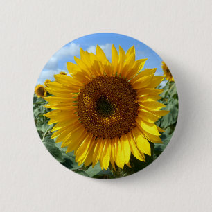 Solrosrundaemblem Knapp