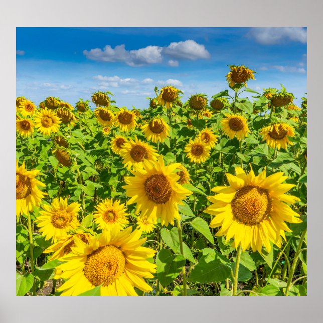 Solrossen fält, sommarsolig dag. poster (Framsidan)