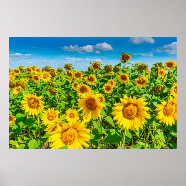Solrossen fält under sommarsolodagen. Picturesque  Poster (Framsidan)