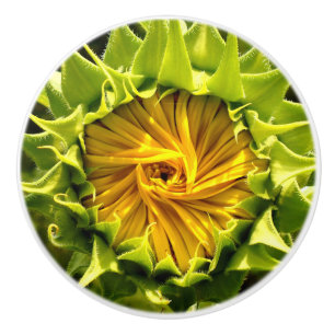 Solrossen stängs upp knopp