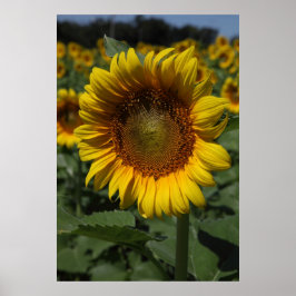 Solrosserie 09 poster