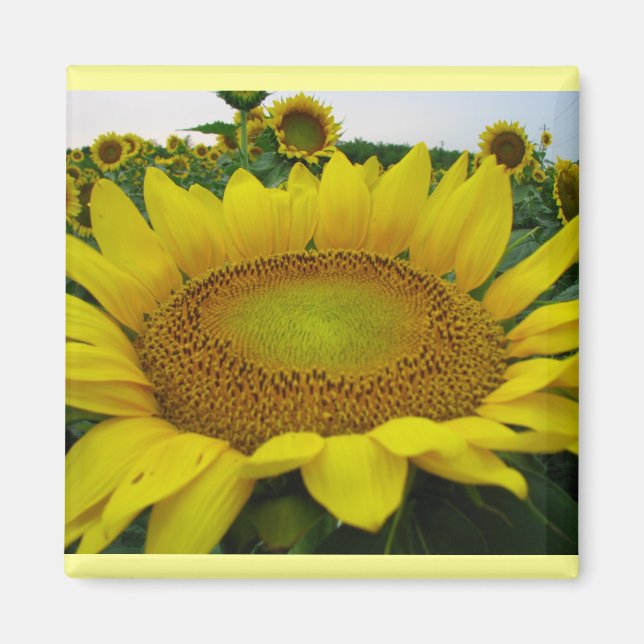 Solrosserier Magnet (Framsidan)