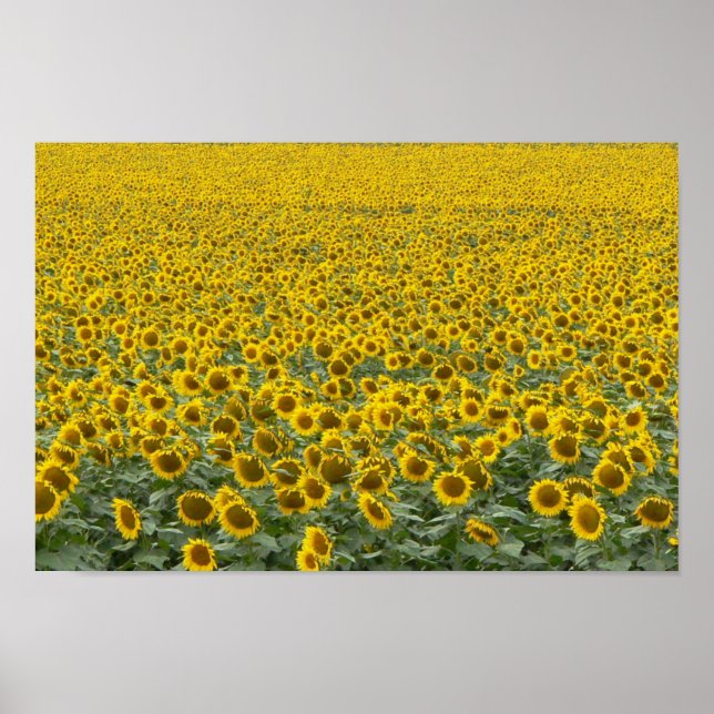 Solrossjön Poster (Framsidan)