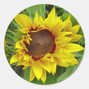 Solrosslutning Runt Klistermärke