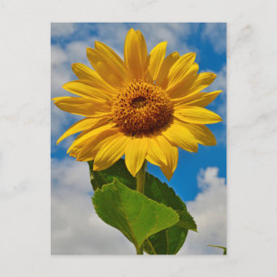 Solrossolens Blommigt Botanisk Elegant Bright, som Vykort