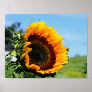 Solrossolja i solrosblommor, blomsterfärgseffekt poster