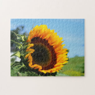 Solrossolja i solrosblommor, blomsterfärgseffekt pussel