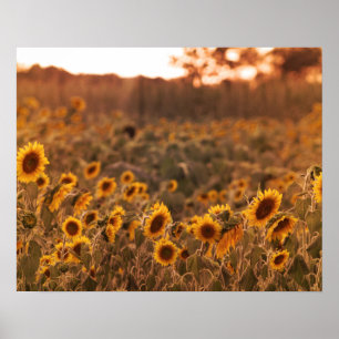 Solrossolnedgång i Färg 16 x 20 på landsbygden Fäl Poster