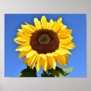 Solrossolrosor för Bright gult Poster