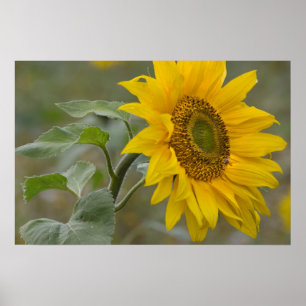 Solrossoluppslutningsfoto av gult CC0034 Poster