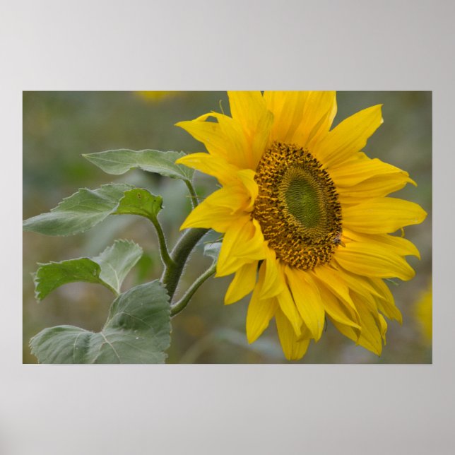 Solrossoluppslutningsfoto av gult CC0034 Poster (Framsidan)
