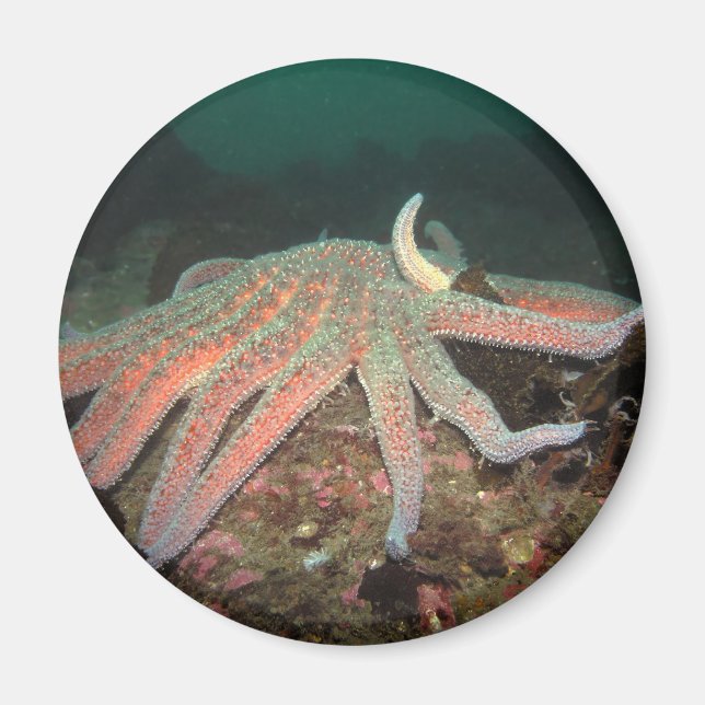 Solrosstjärna - Magnet (Framsidan)