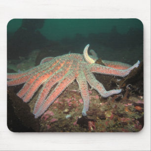 Solrosstjärna - Mousepad Musmatta