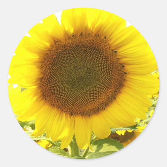 Solrosstrålning Runt Klistermärke (Framsida)