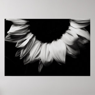 Solrossvart och vitt poster