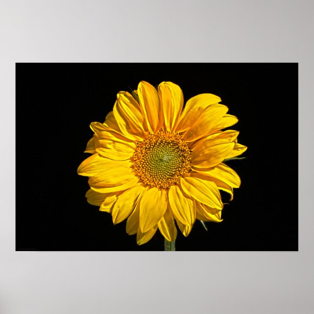Solrosvapcna Poster (Framsidan)