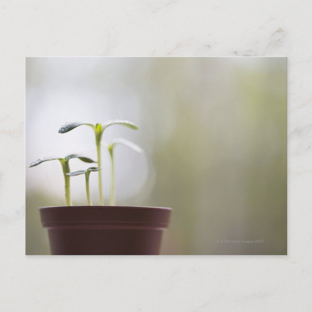 Solrosväxter, groddar i pott 2 vykort (Framsida)