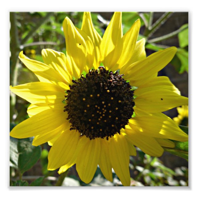 Solrosväxter Helianthus annuus Fototryck (Framsidan)
