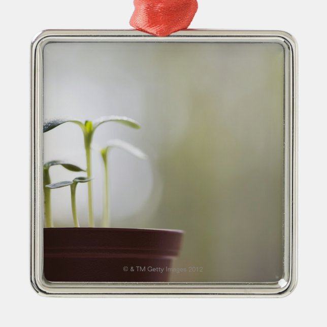 Solrosväxter som spirar i kruka 2 julgransprydnad metall (Framsidan)