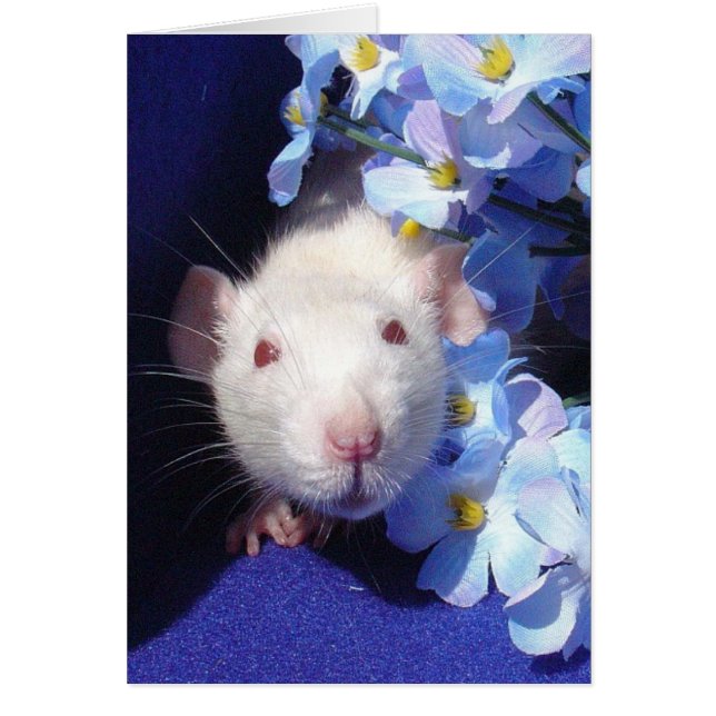 solsken 2 hälsningskort (Framsidan)