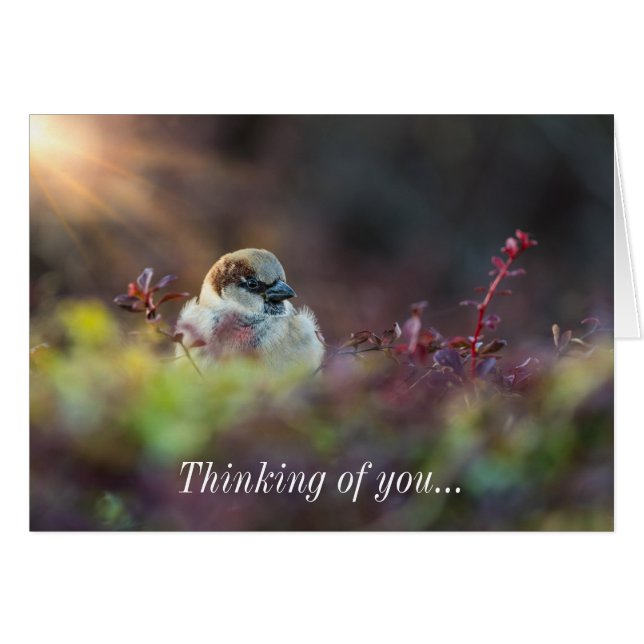 Solsken Bathing Finch Thinking Card OBS Kort (Framsidan Horizontal)