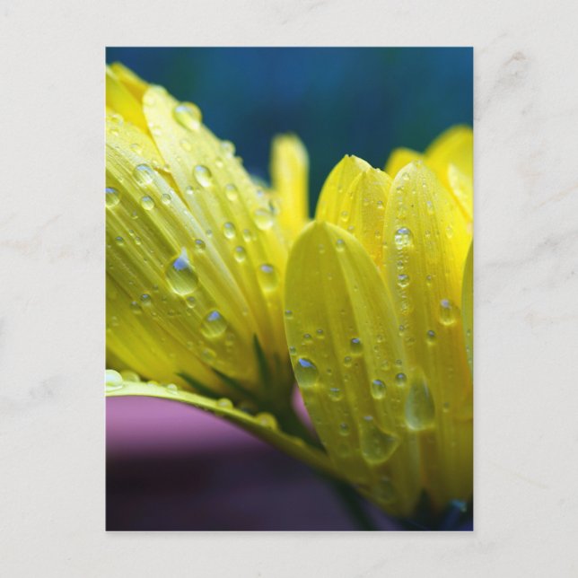 Solsken efter regnfotografiet vykort (Framsida)