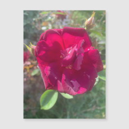 Solsken efter Ro Magnet