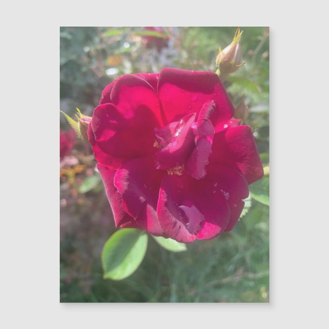 Solsken efter Ro Magnet (Framsida)