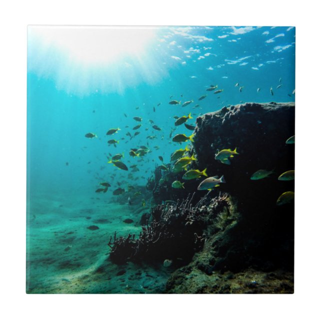 Solsken och tropisk fisk kakelplatta (Framsidan)