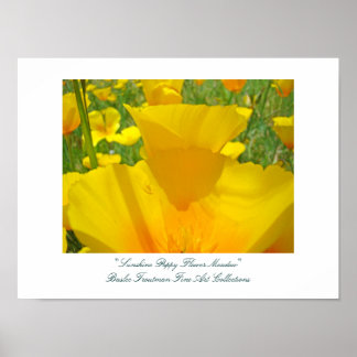 Solsken Vallmo Blomma Äng Fina Konstsamlingar Poster
