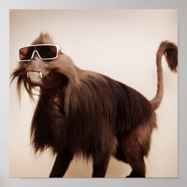 solskenapa poster (Framsidan)