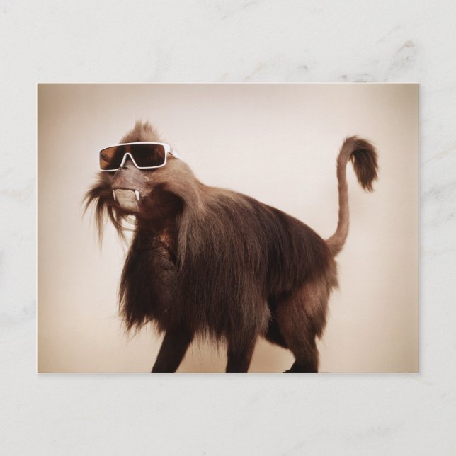 solskenapa vykort (Framsida)