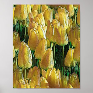 Solskenstulips, Gult Poster