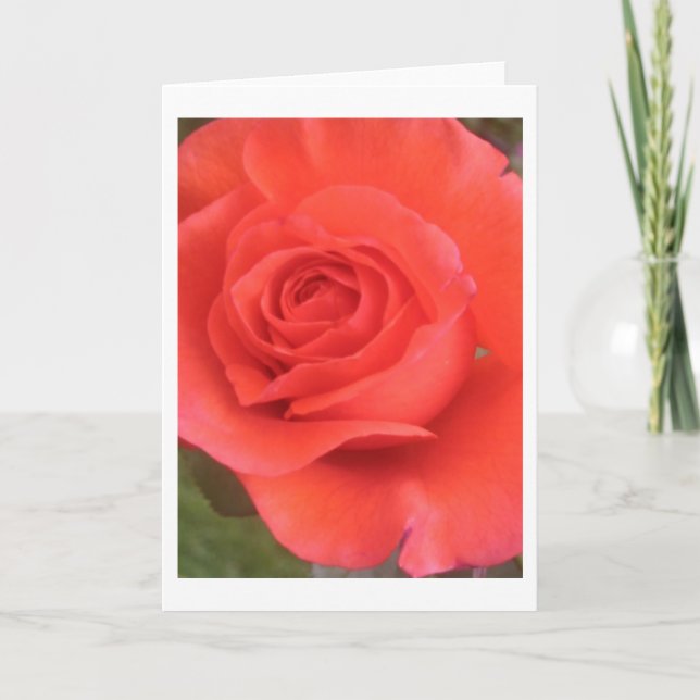 Solskpeppar Ro Flower Hälsning eller Note Cards Kort (Framsida)