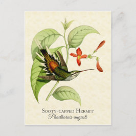 Solskyddat Hermit Hummingbird Vintage Art Vykort