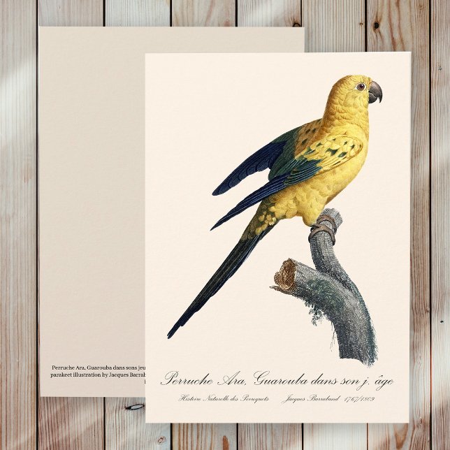 Solsticeparakit eller Solfjäderstjärtad aratinga A Tack Kort (Guarouba dans sons jeune age / Sun parakeet. Thank You Card)