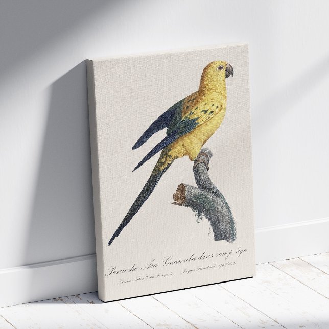 Solstiskonur Aratinga solstitialis Canvastryck (Guarouba dans sons jeune age / Sun parakeet. Canvas Print)